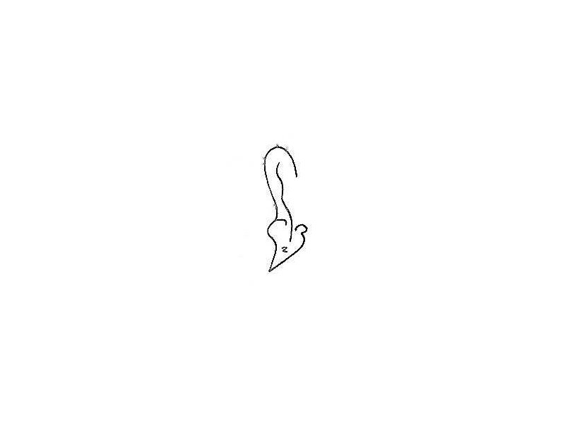 anting anting-earjewel-pendent